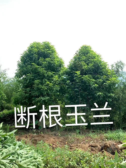 断根玉兰